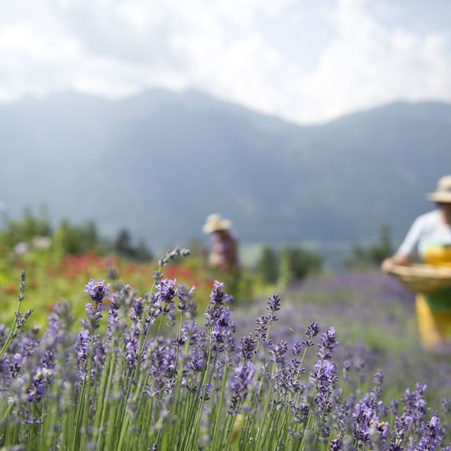 Lavendel wächst im Kräuterdorf Irschen