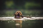 Schwimmender Hund