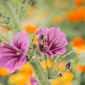 Blume