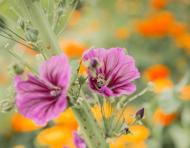 Blume