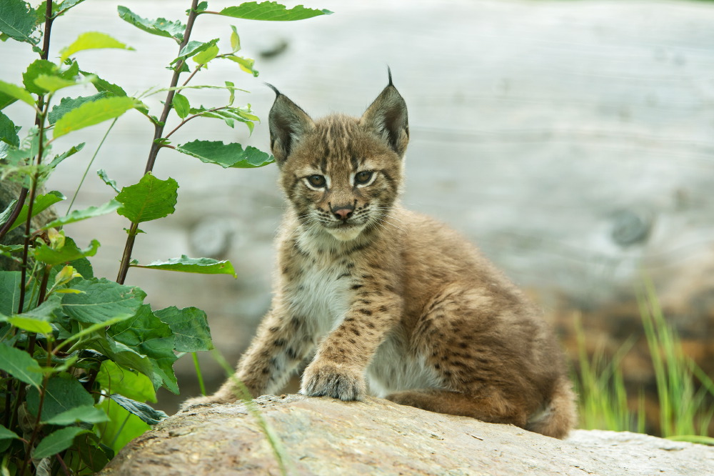 Kleiner Luchs vom Tierpark Assling