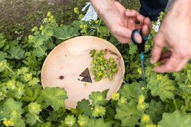 Beschriftung der Gartenkräuter in unseren Hochbeeten