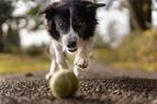 Spielender Hund