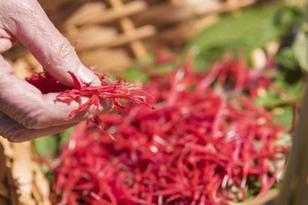 Frau hält rote Blumensamen in der Hand