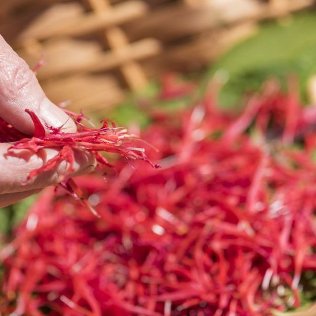 Frau hält rote Blumensamen in der Hand