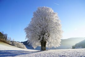 Beschneiter Baum