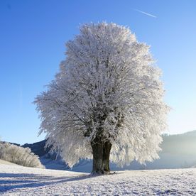 Beschneiter Baum